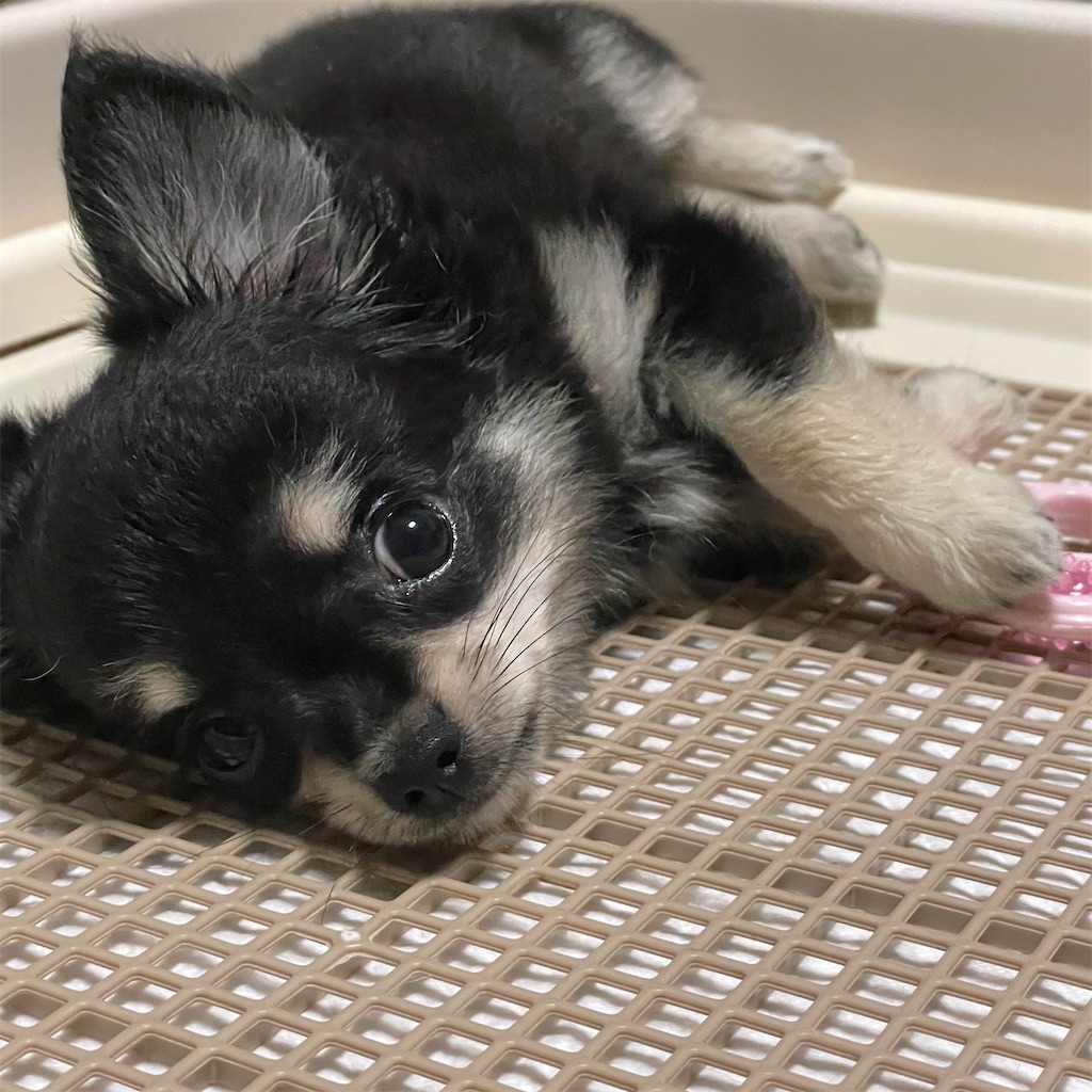 f:id:ozgurluk:20220927202311j:image