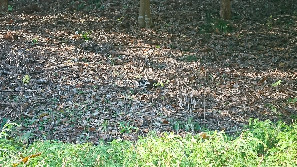 f:id:ozisun:20191212195626j:plain f:id:ozisun:20191212195626j:plain