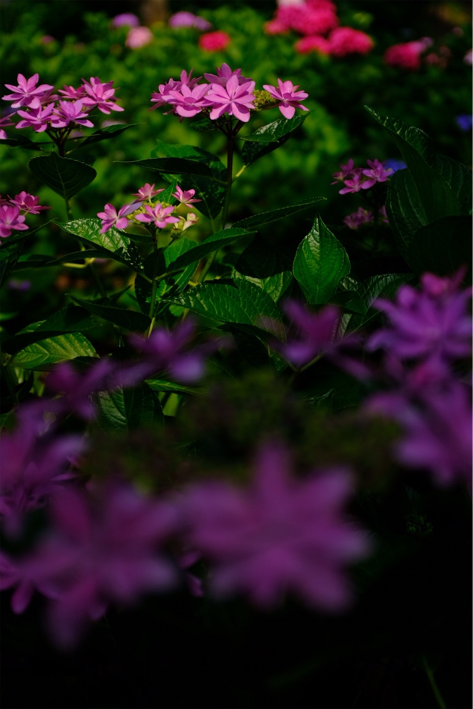 f:id:p-b-4:20190621011417j:image