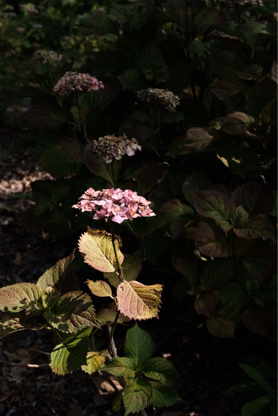 f:id:p-b-4:20190621011421j:image