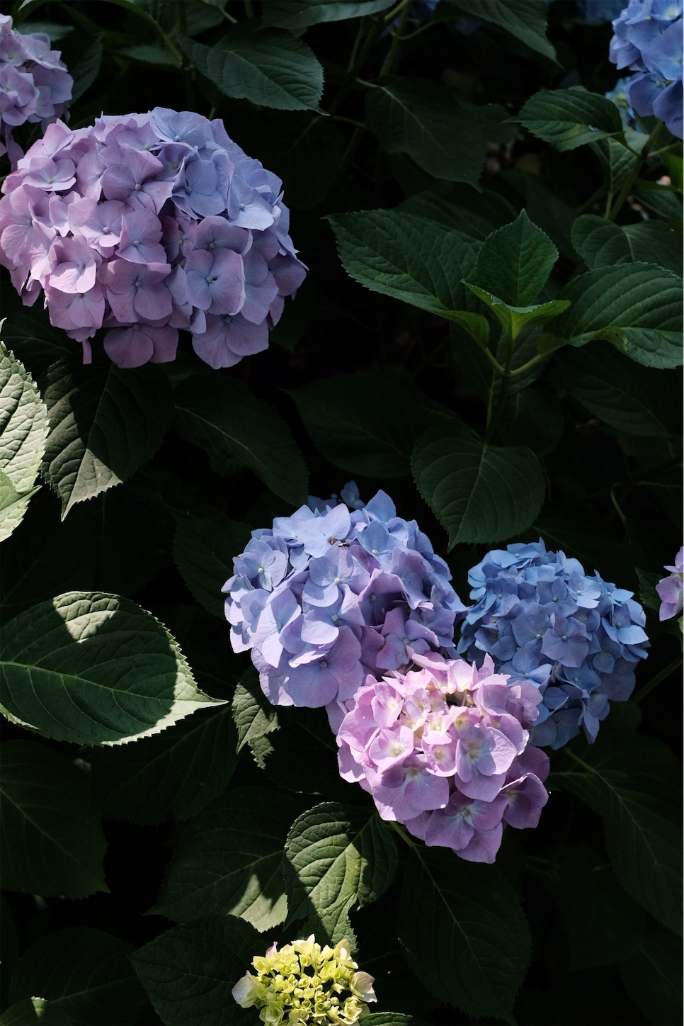 f:id:p-b-4:20190621011424j:image