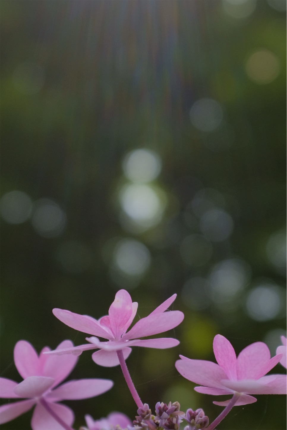 f:id:p-b-4:20190621011430j:image