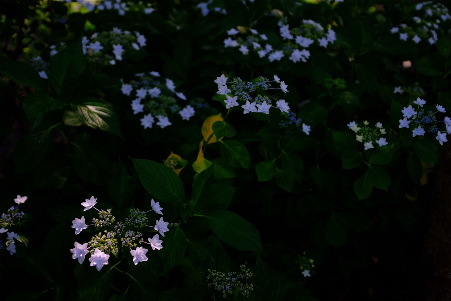 f:id:p-b-4:20190621011444j:image