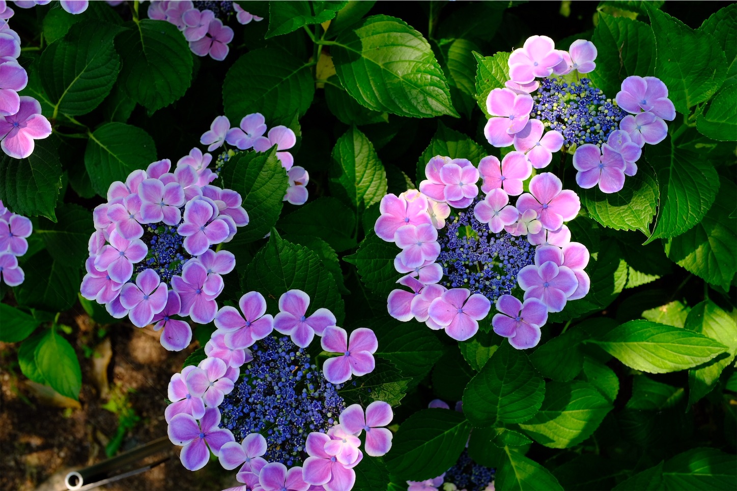 f:id:p-b-4:20190621011448j:image