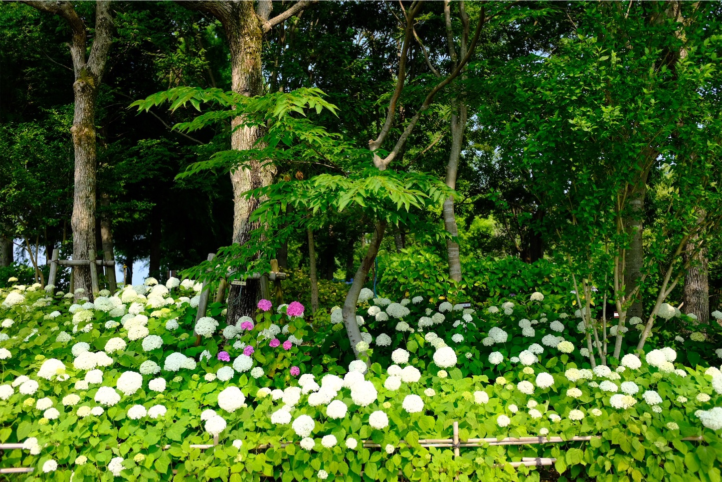 f:id:p-b-4:20190621011453j:image