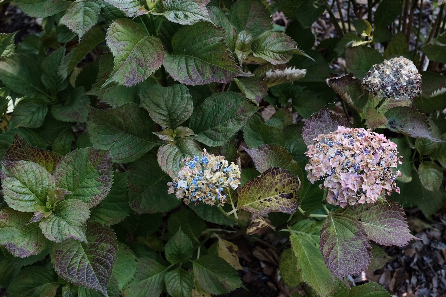 f:id:p-b-4:20190621011456j:image