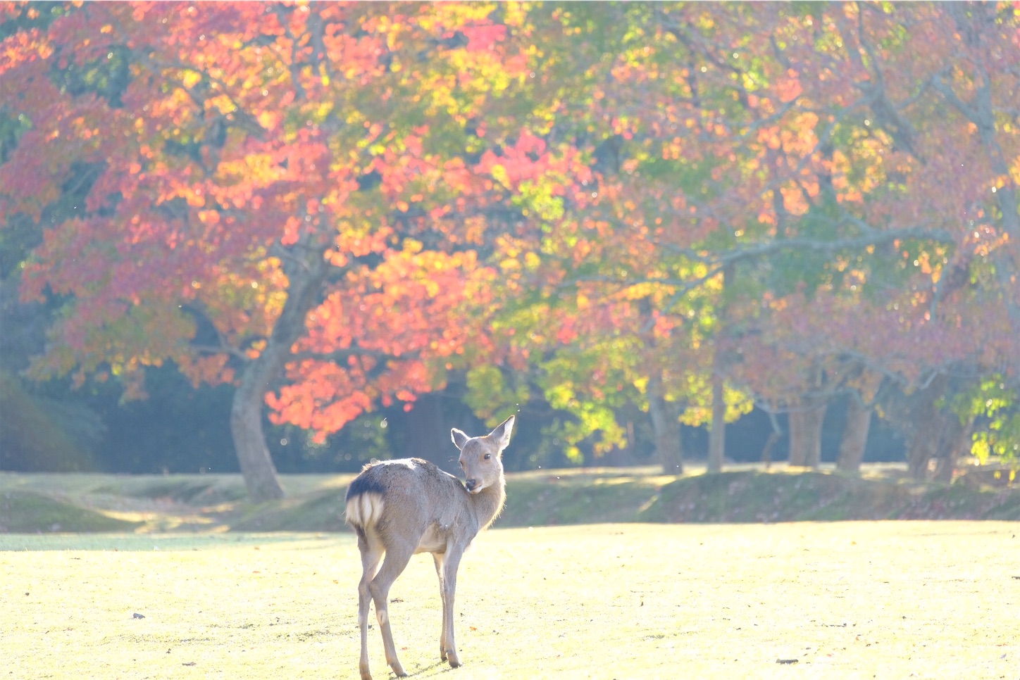 f:id:p-b-4:20191114012637j:image