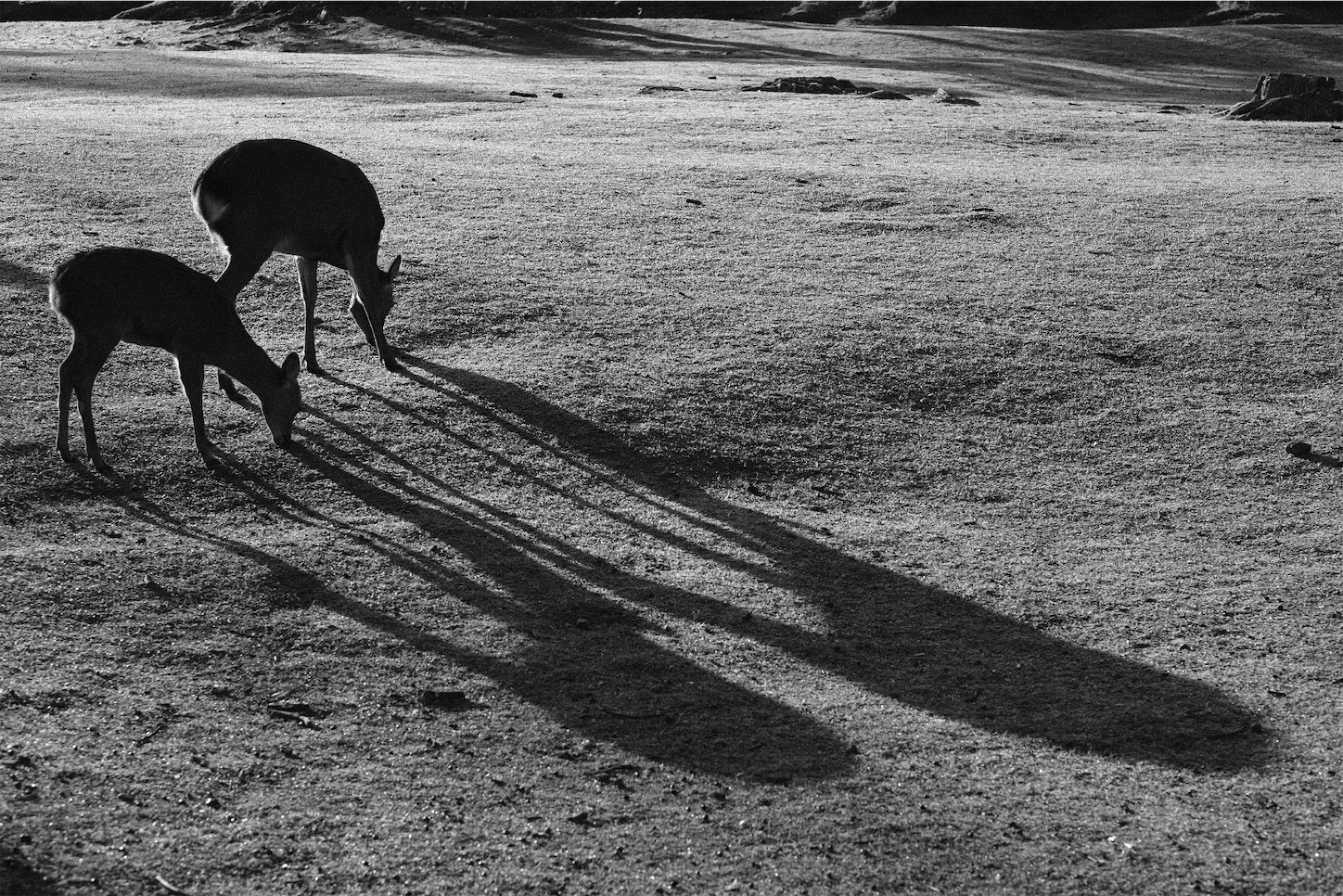 f:id:p-b-4:20191114012642j:image