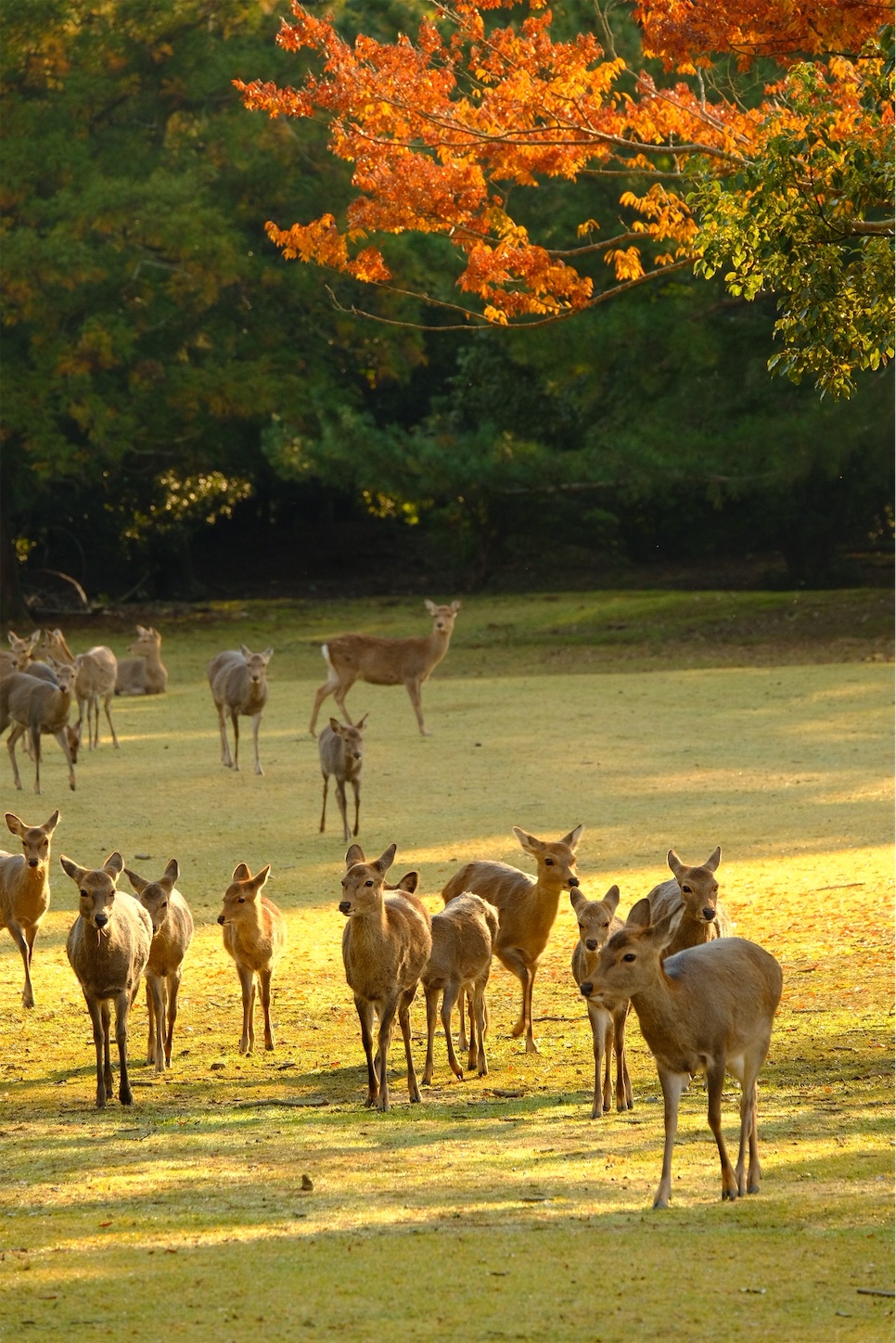 f:id:p-b-4:20191114012649j:image