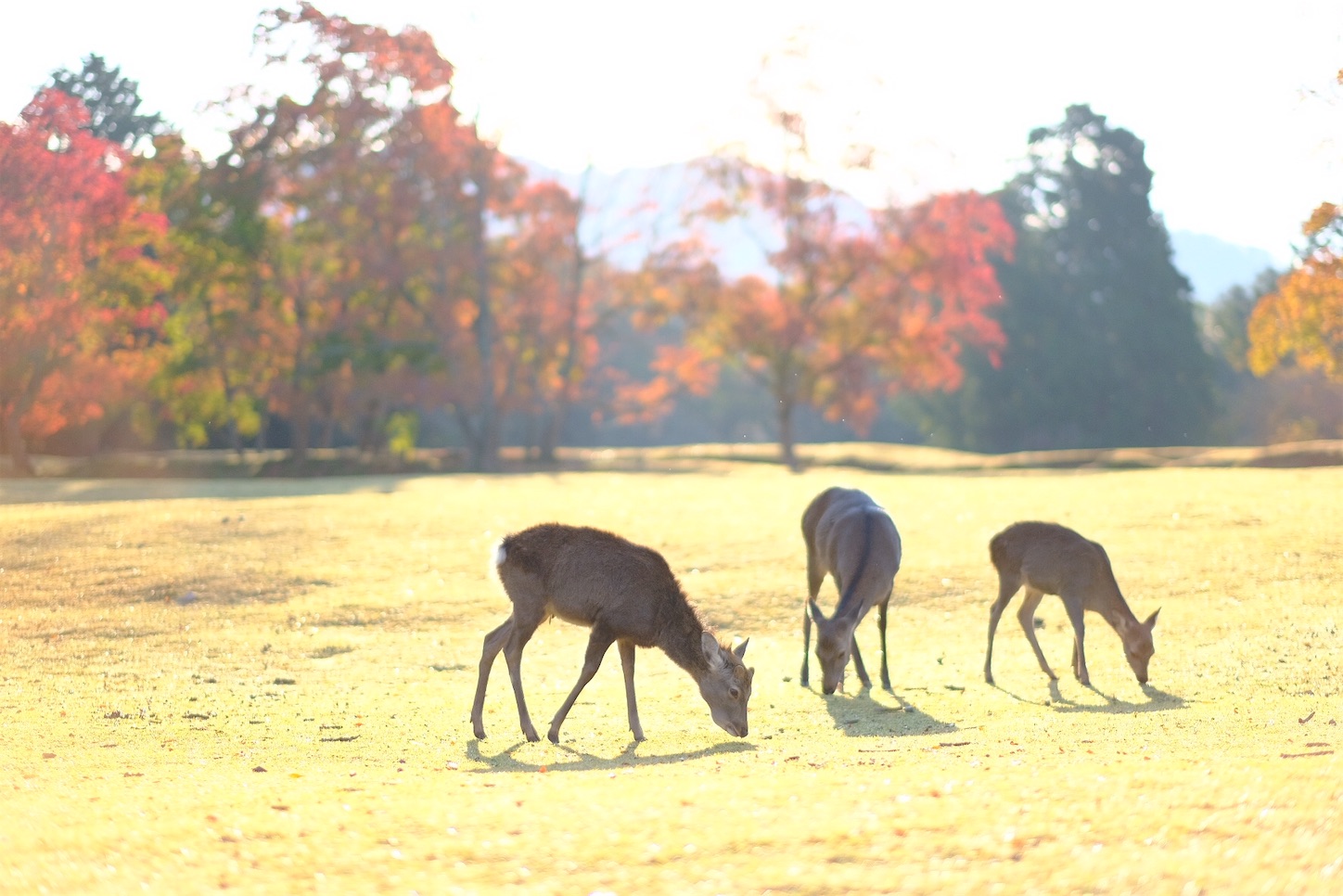 f:id:p-b-4:20191114012653j:image