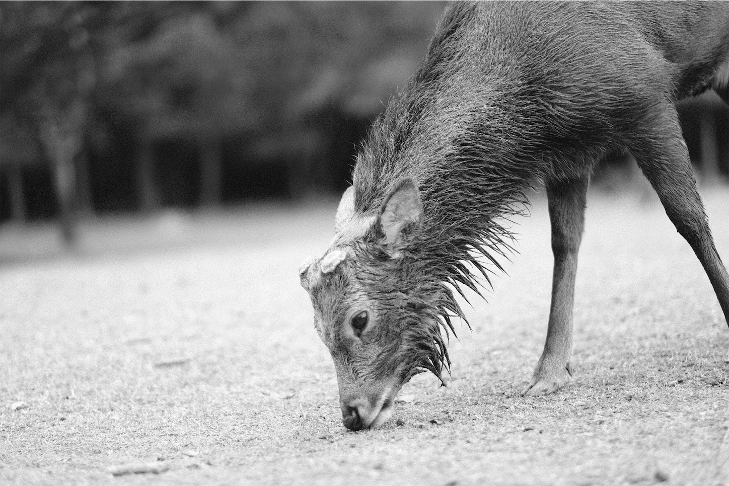 f:id:p-b-4:20191114012807j:image