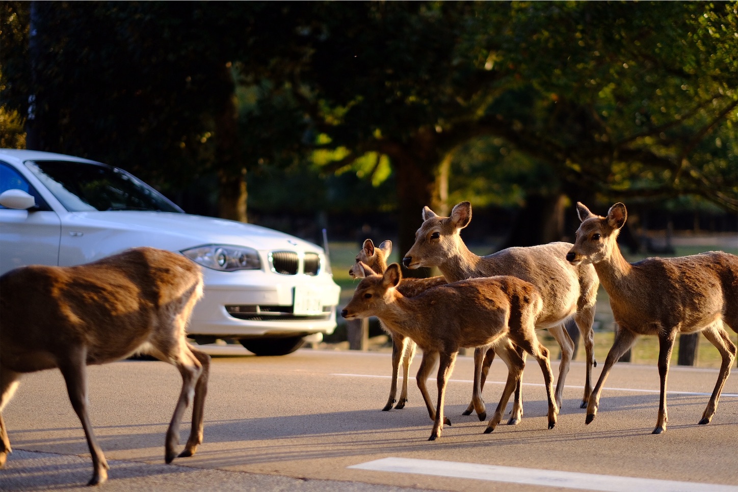 f:id:p-b-4:20191114012810j:image