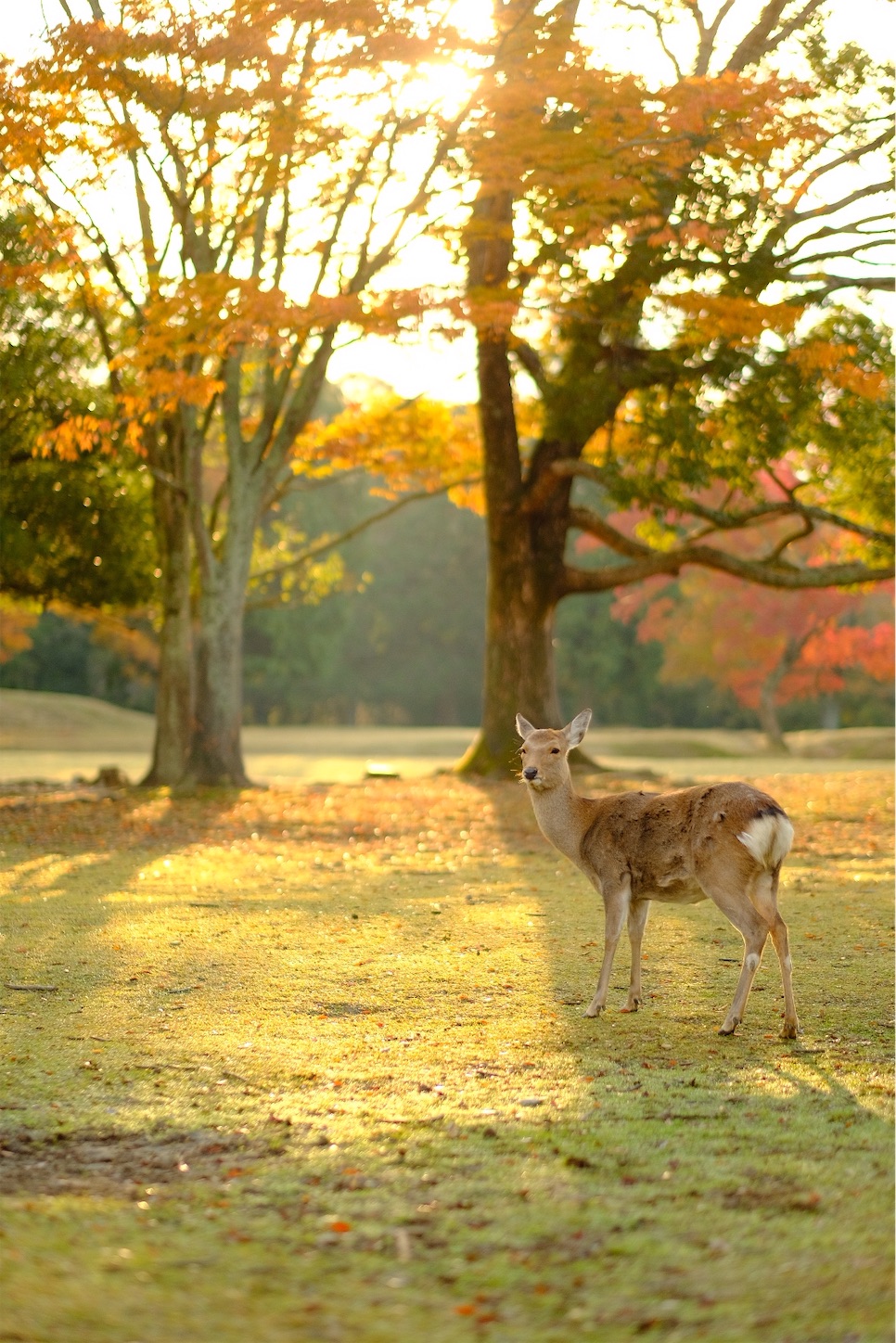 f:id:p-b-4:20191114012814j:image