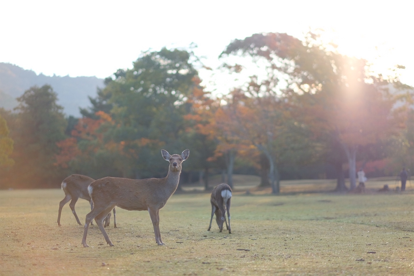 f:id:p-b-4:20191114012819j:image