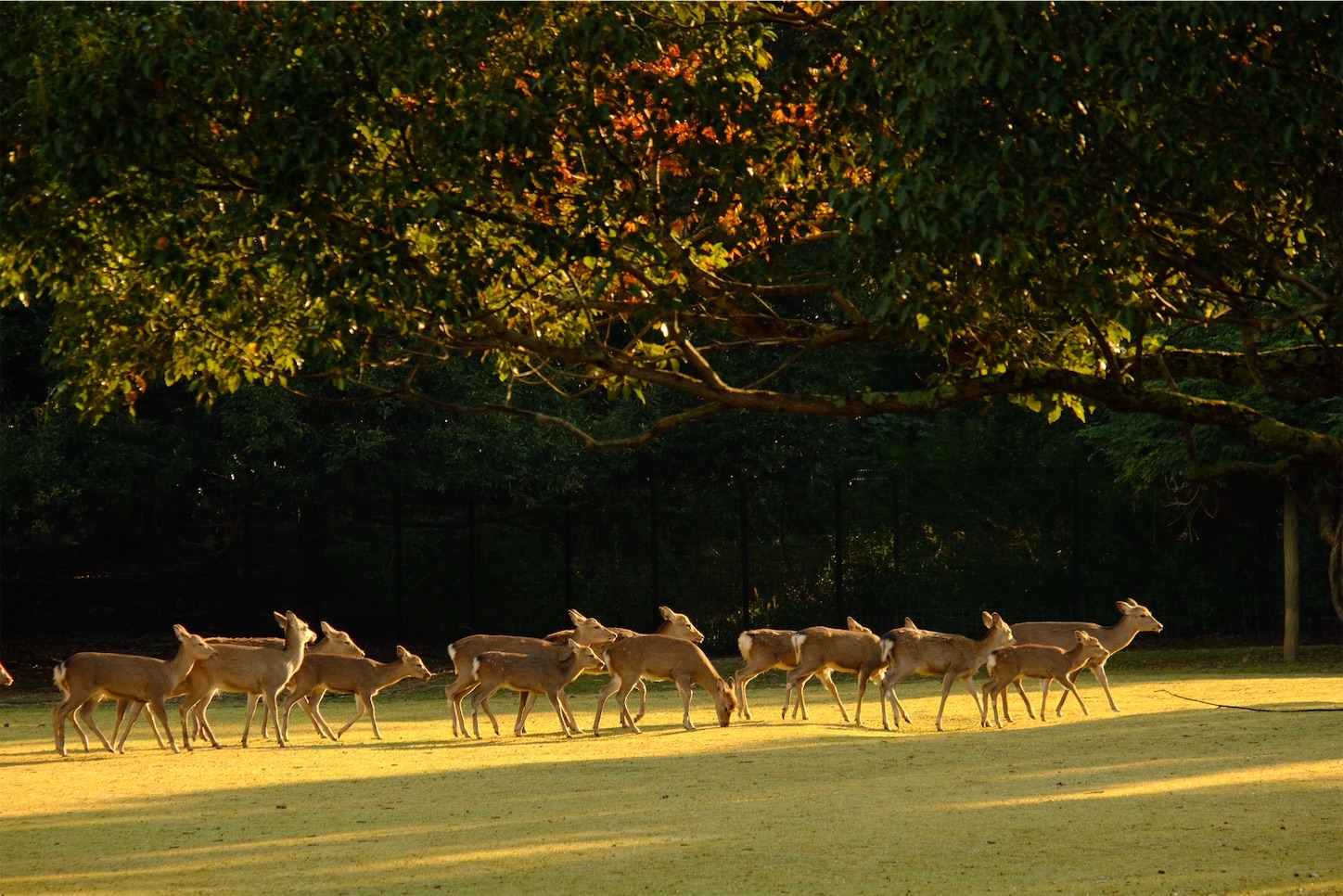 f:id:p-b-4:20191114012823j:image