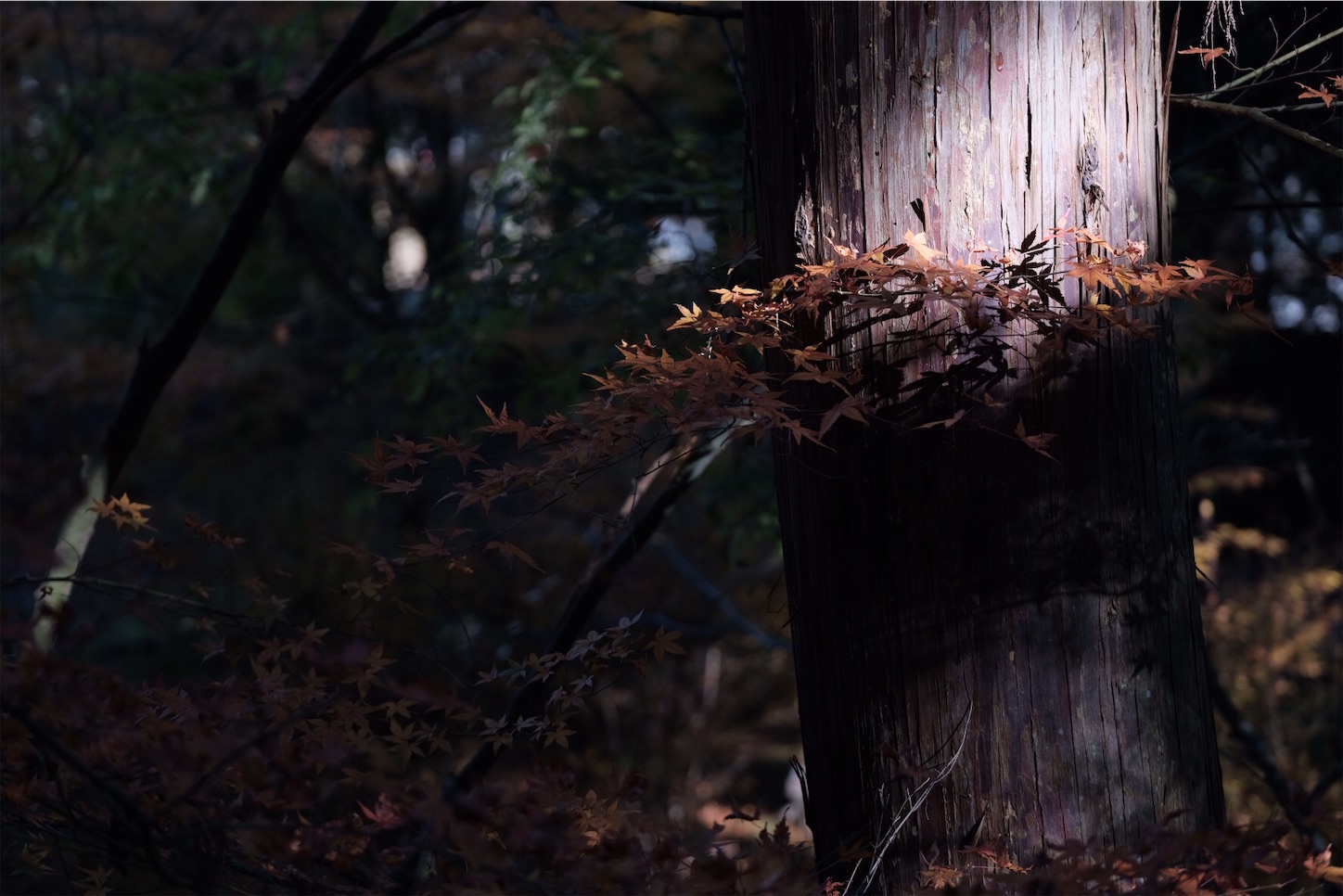 f:id:p-b-4:20191205092748j:image