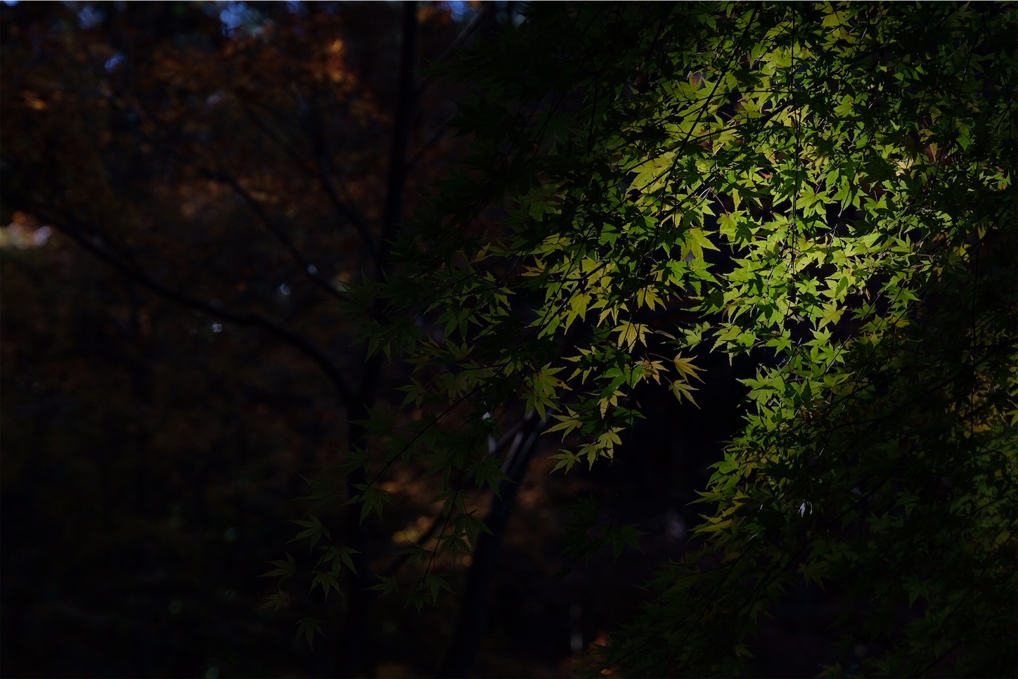 f:id:p-b-4:20191205092755j:image