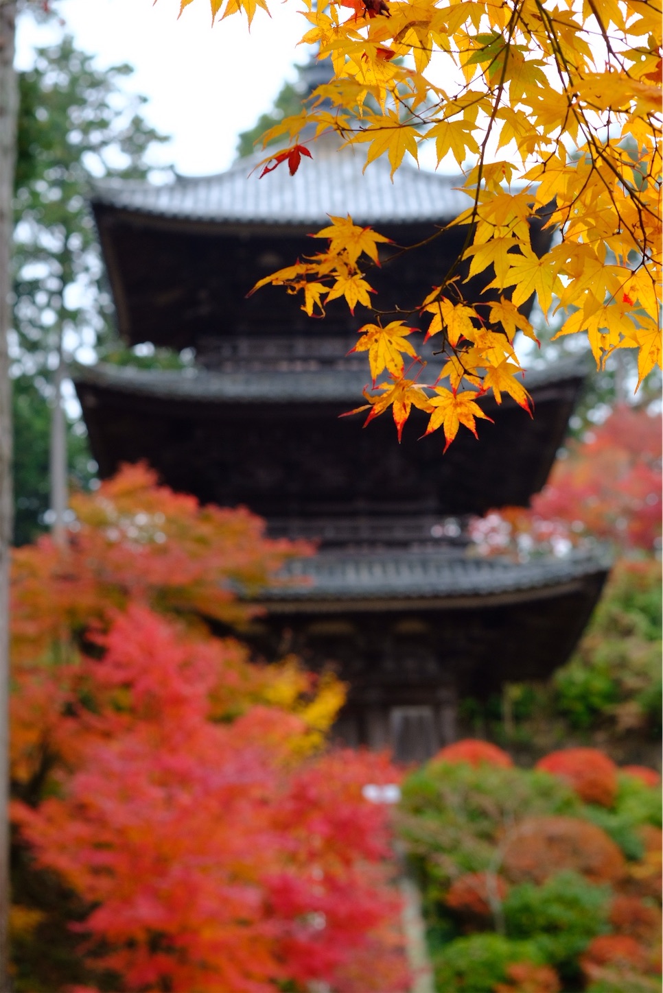 f:id:p-b-4:20191205092801j:image