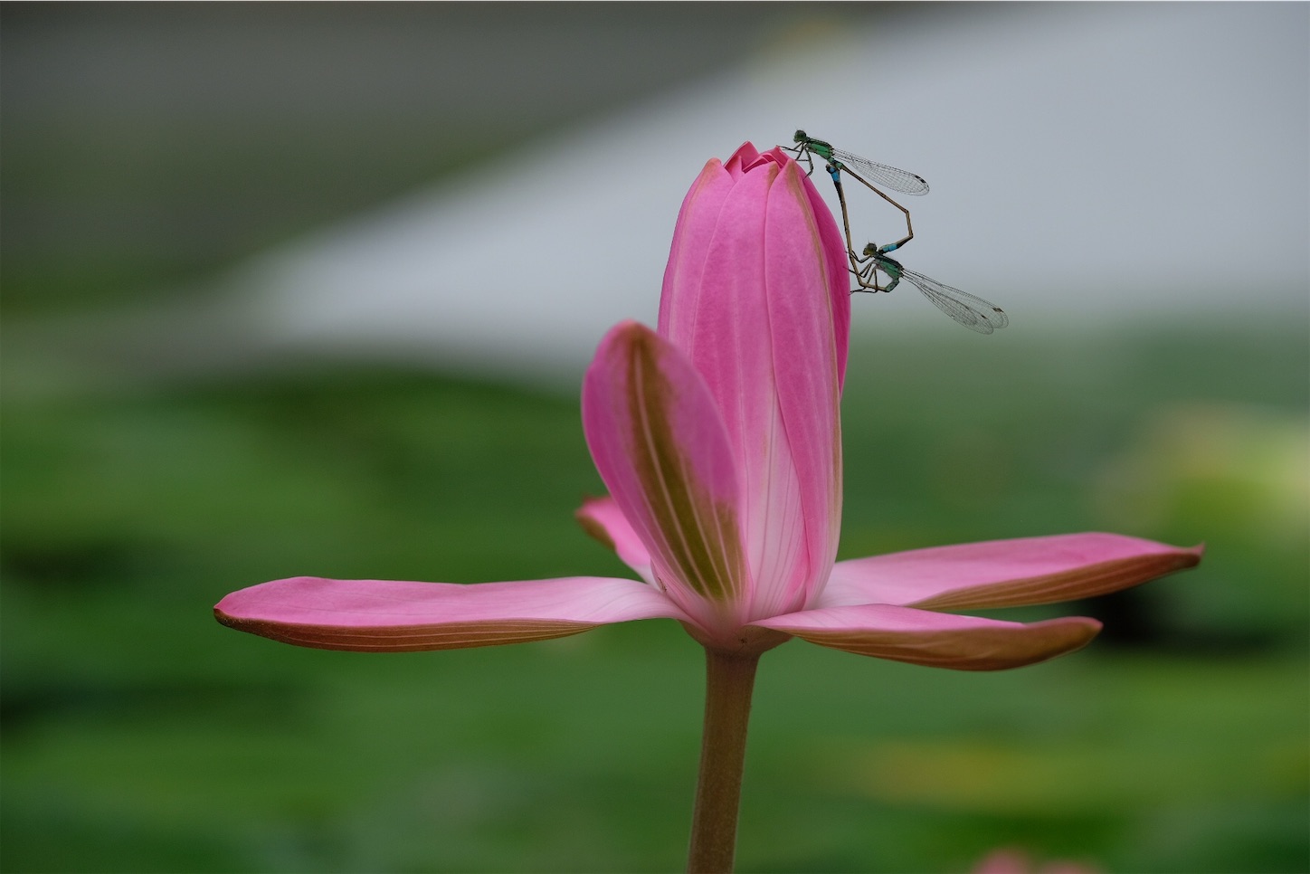 f:id:p-b-4:20200128111041j:image f:id:p-b-4:20200128111041j:image