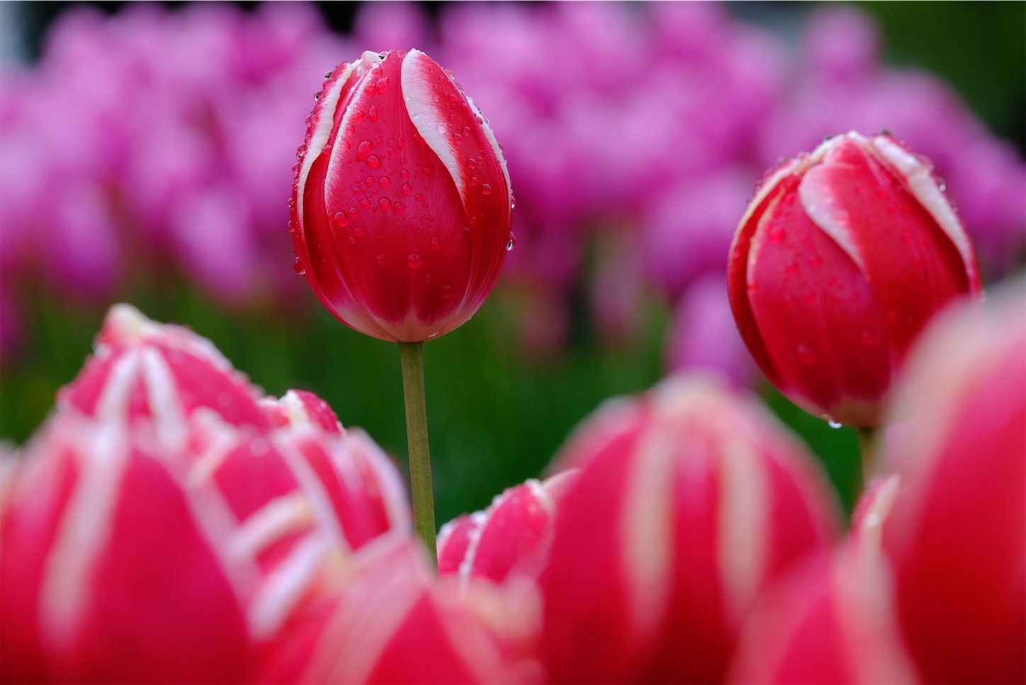 f:id:p-b-4:20200128111045j:image f:id:p-b-4:20200128111045j:image