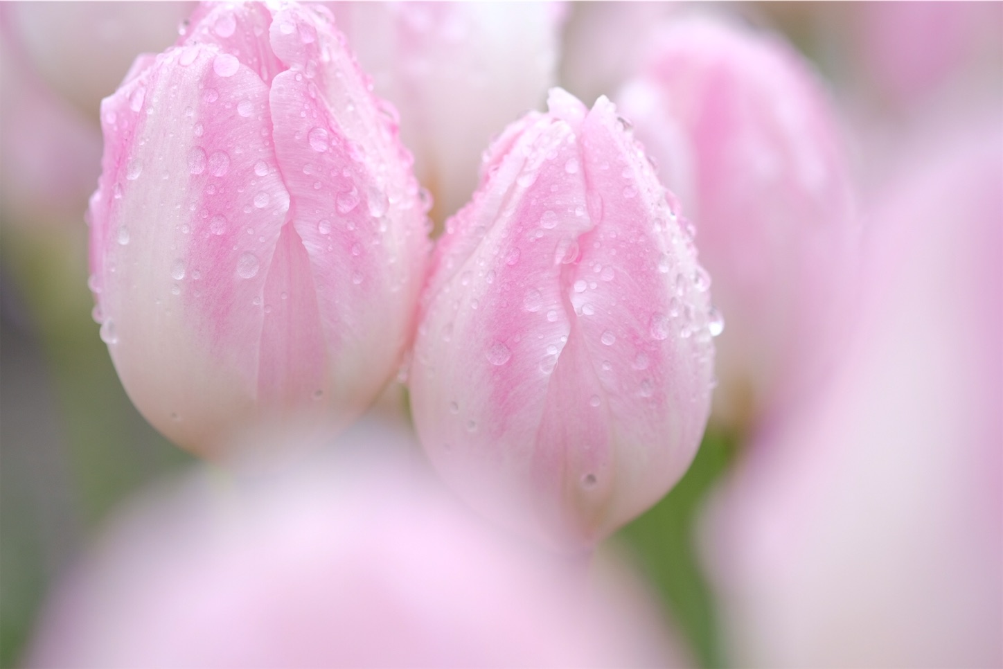 f:id:p-b-4:20200128111049j:image f:id:p-b-4:20200128111049j:image