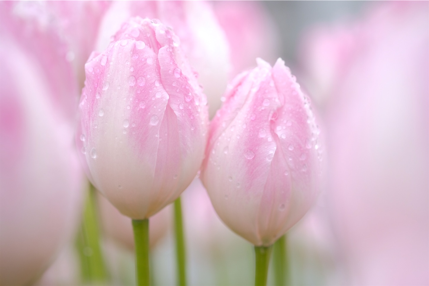 f:id:p-b-4:20200128111102j:image f:id:p-b-4:20200128111102j:image