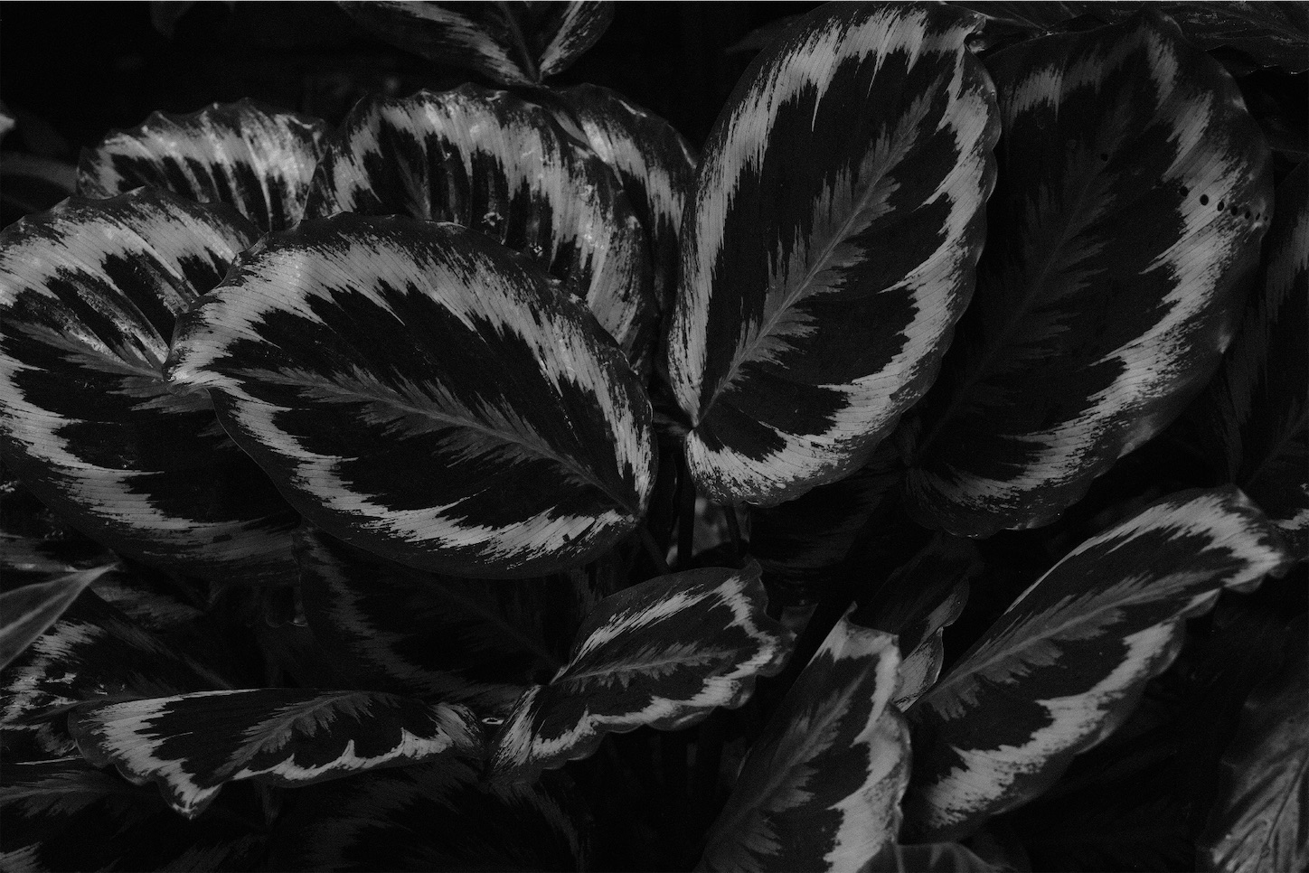 f:id:p-b-4:20200128111109j:image f:id:p-b-4:20200128111109j:image