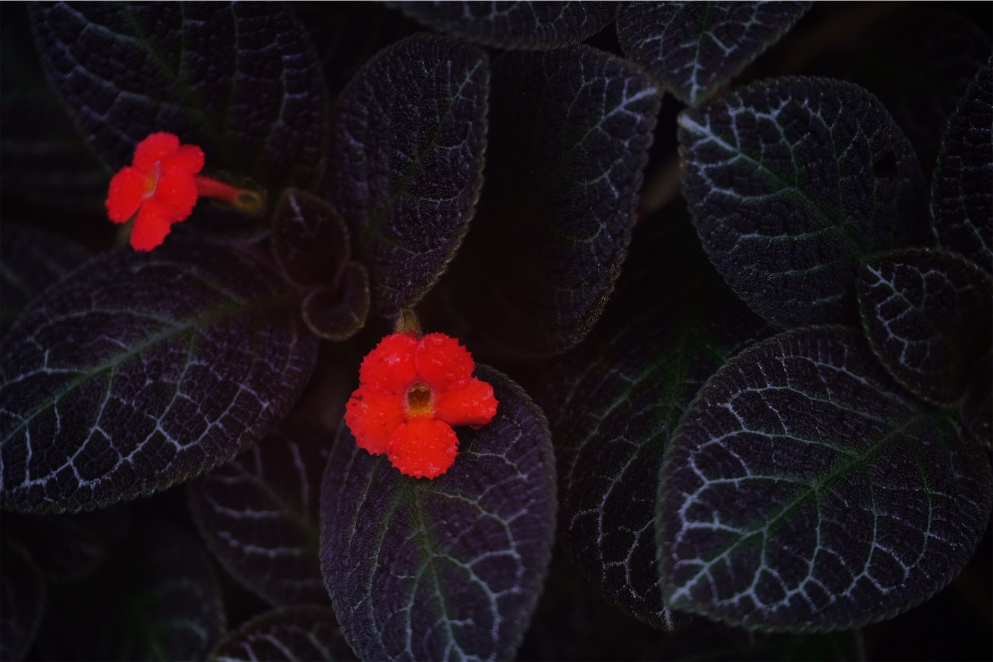 f:id:p-b-4:20200128111117j:image f:id:p-b-4:20200128111117j:image