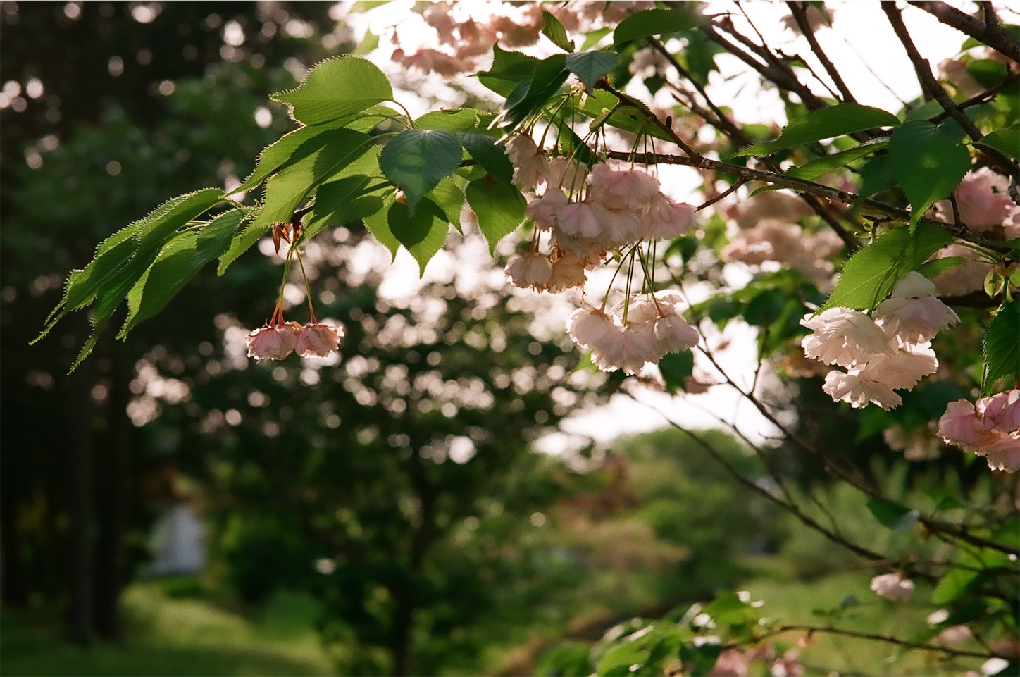 f:id:p-b-4:20200724122149j:image f:id:p-b-4:20200724122149j:image