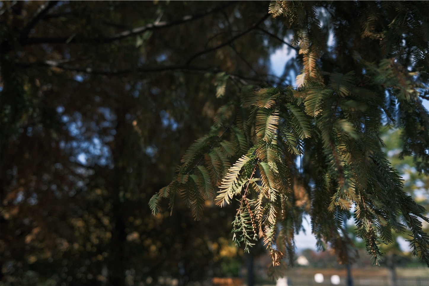 f:id:p-b-4:20201115012155j:image