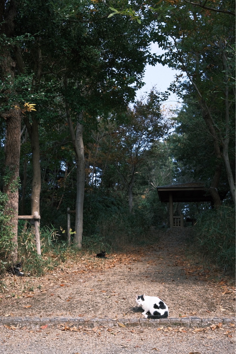 f:id:p-b-4:20201115012204j:image