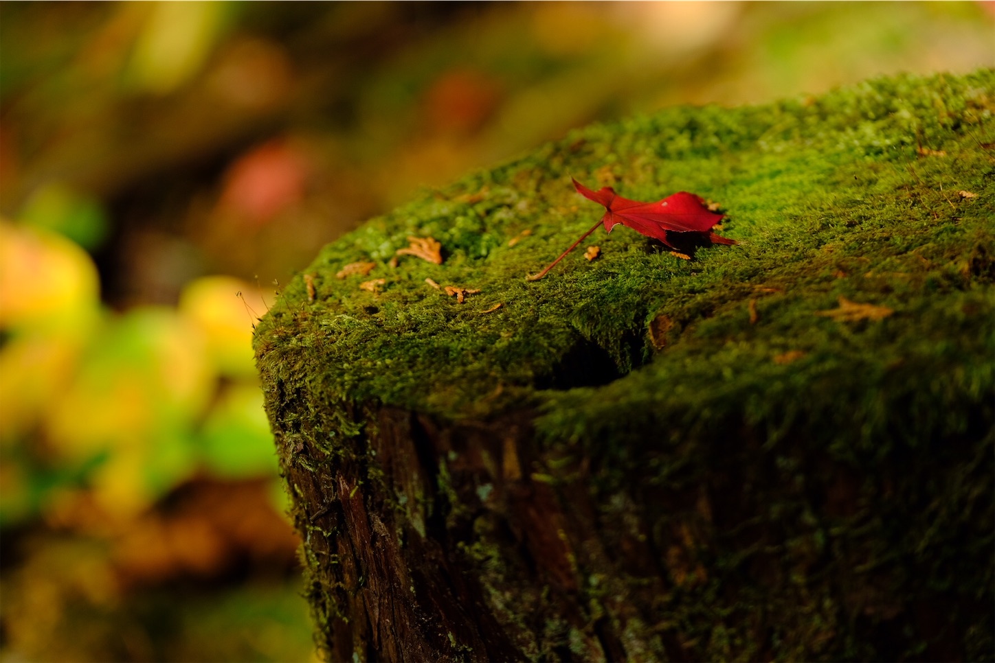 f:id:p-b-4:20201124011042j:image