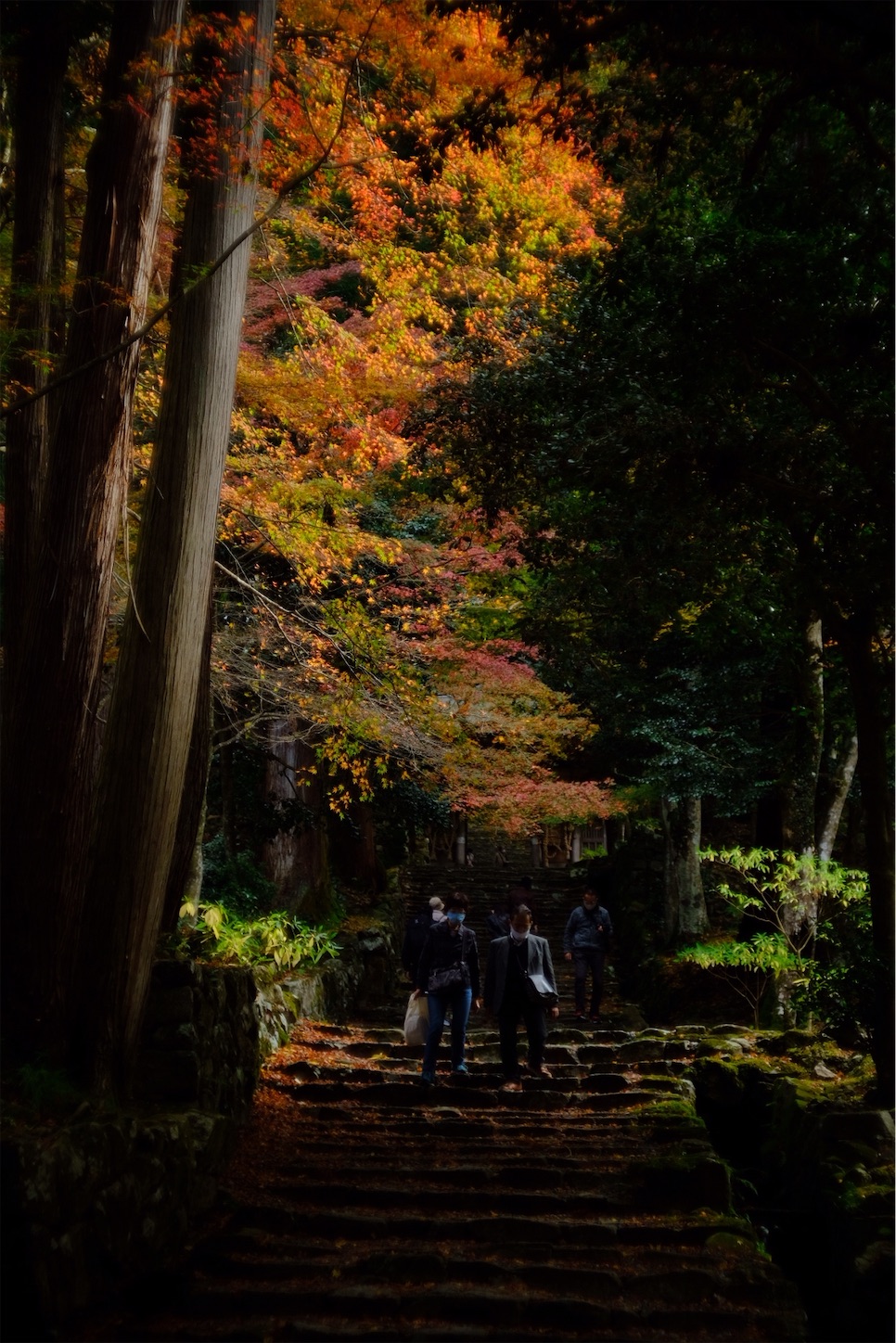 f:id:p-b-4:20201124011049j:image