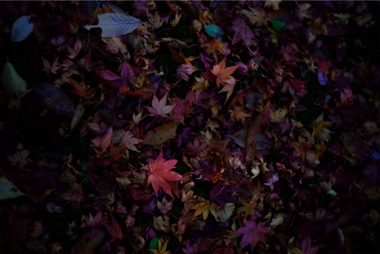 f:id:p-b-4:20201124011056j:image