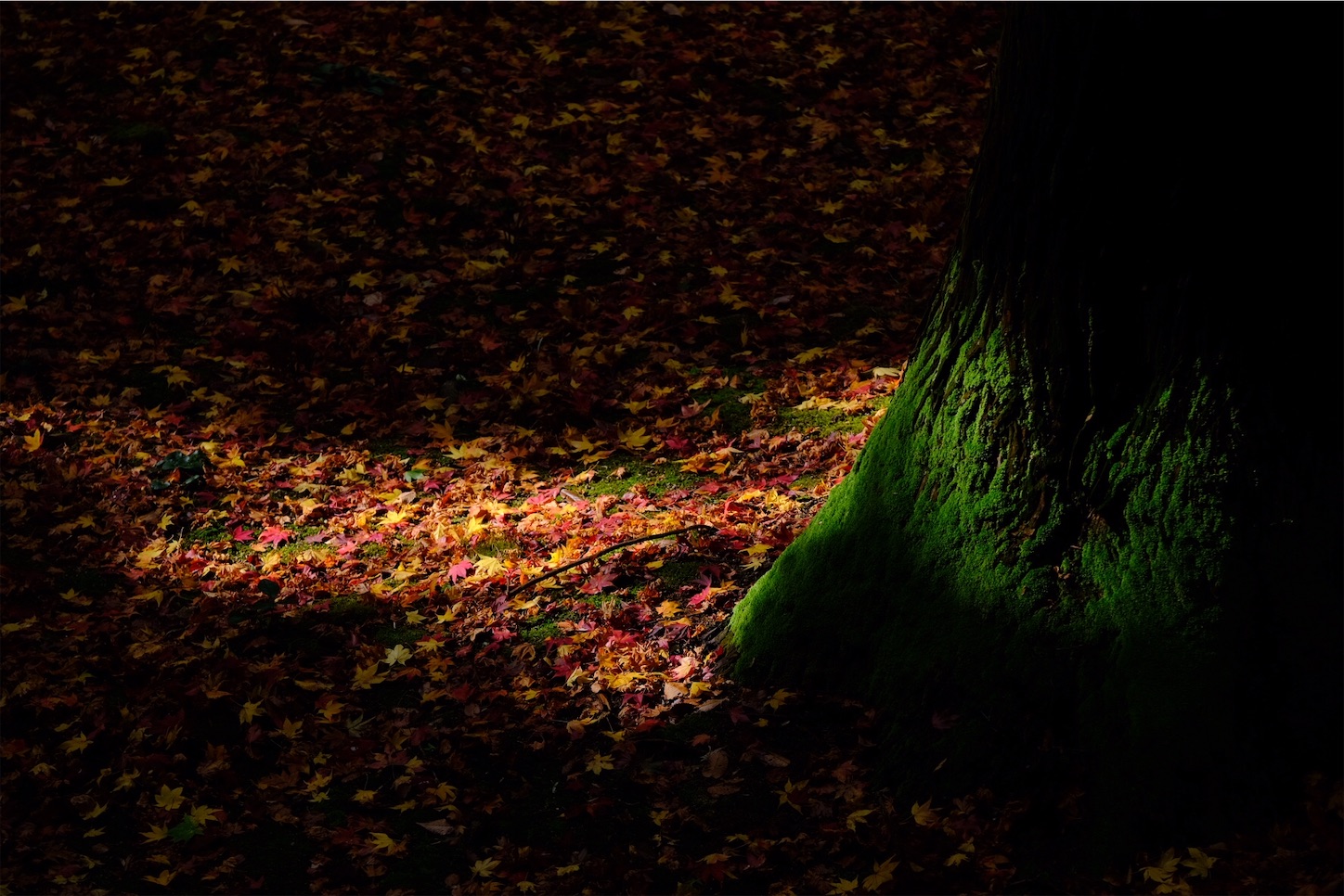 f:id:p-b-4:20201124011107j:image