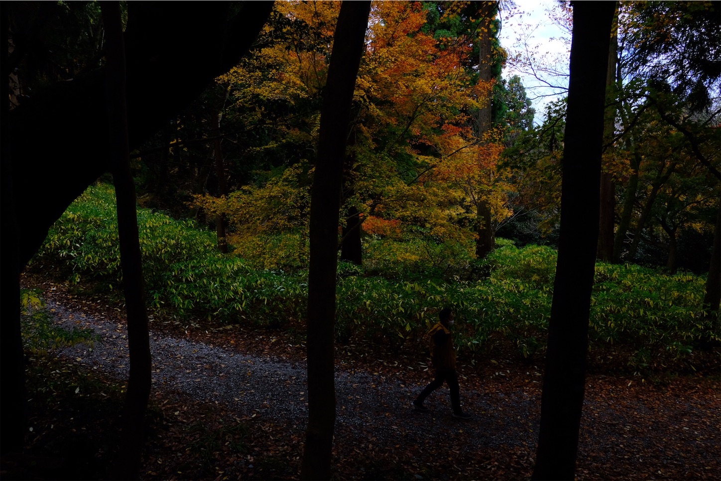 f:id:p-b-4:20201124011113j:image