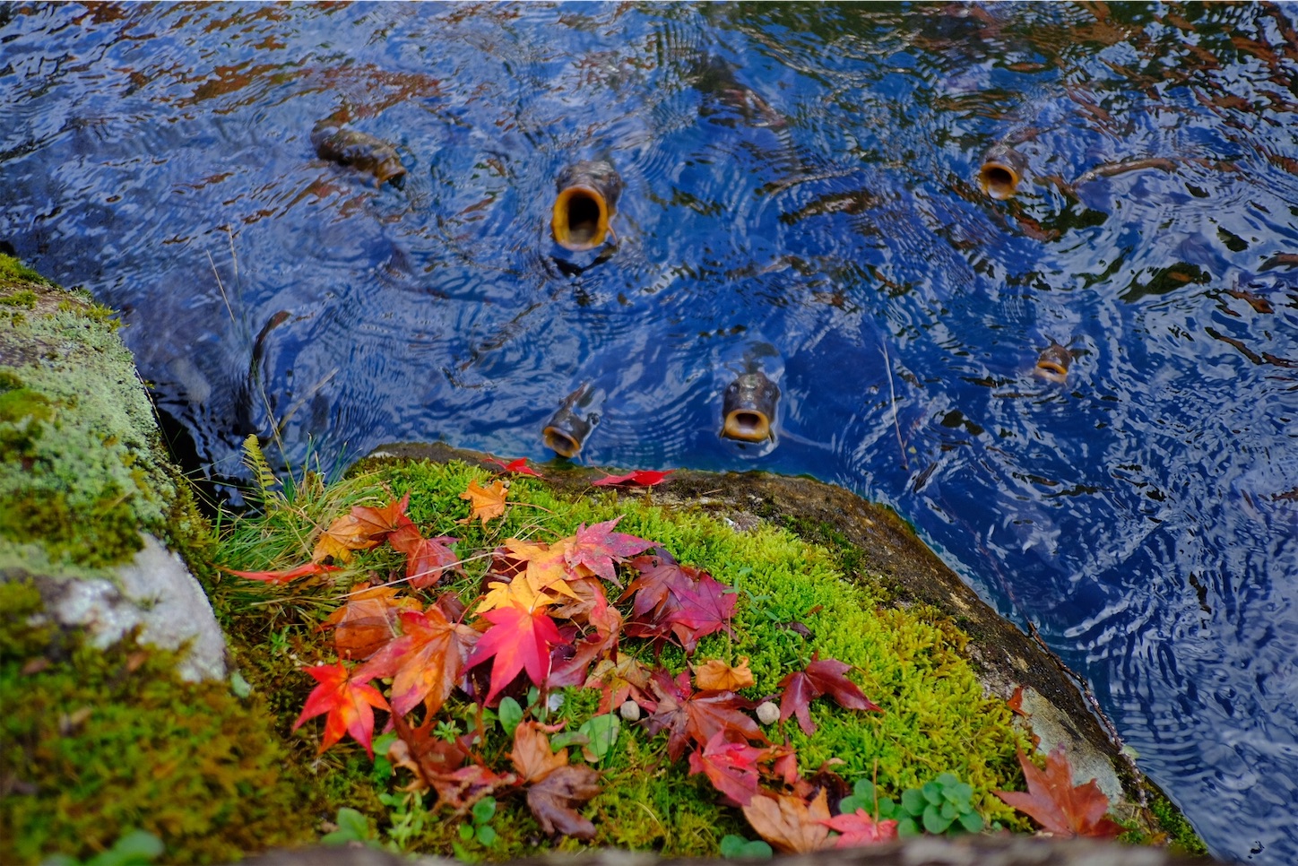 f:id:p-b-4:20201124011118j:image