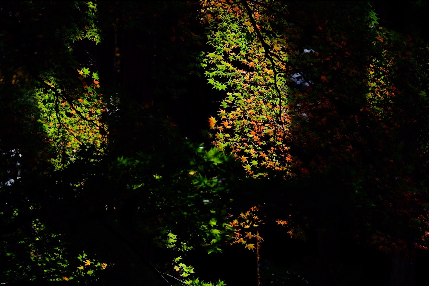 f:id:p-b-4:20201124011247j:image