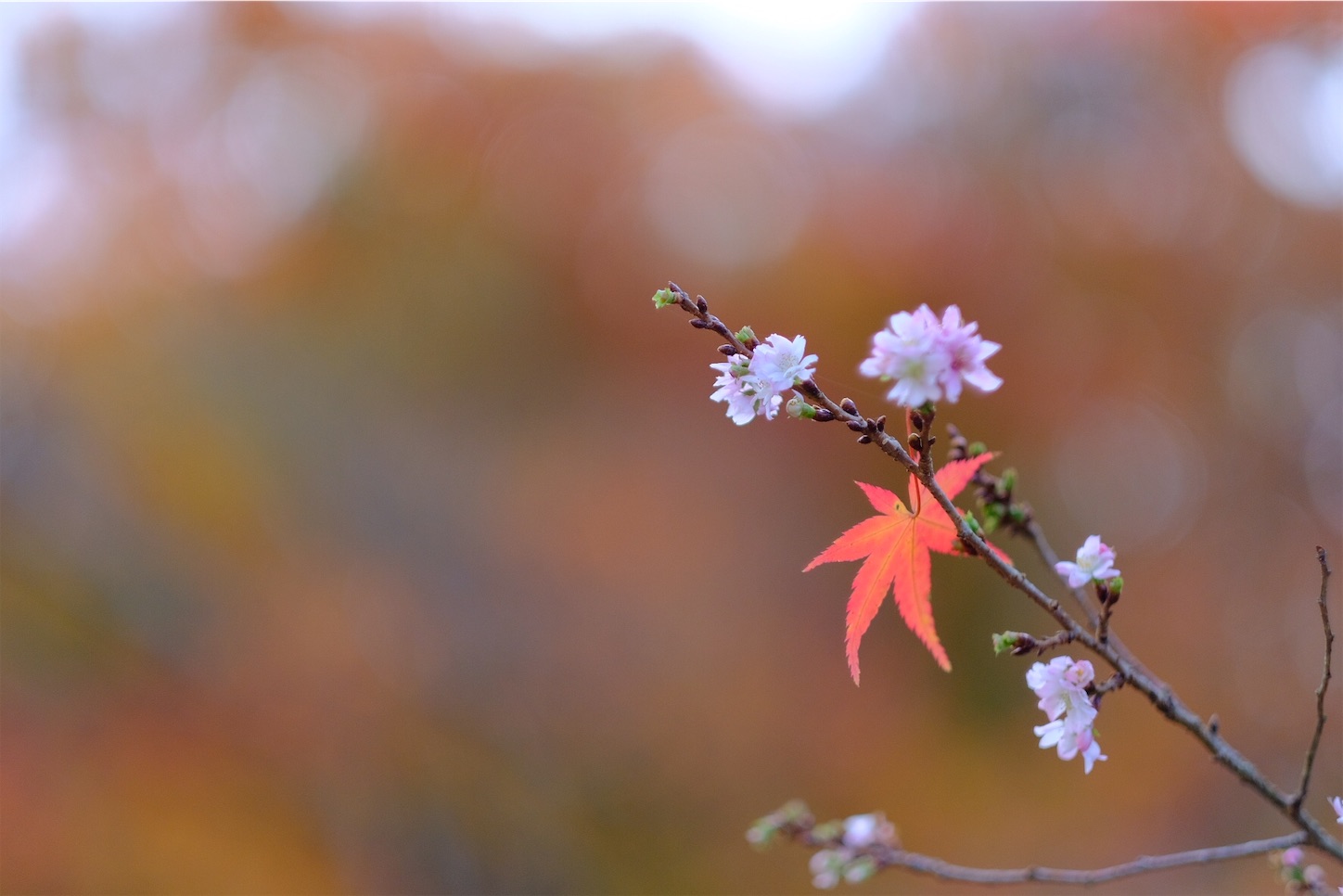 f:id:p-b-4:20201124011350j:image