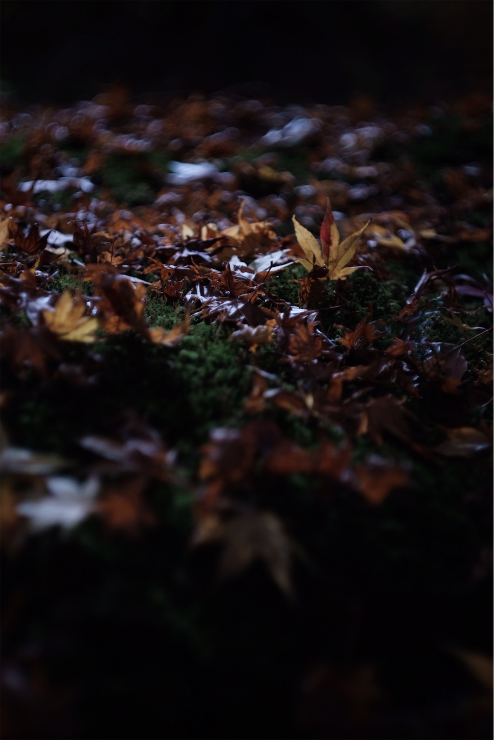 f:id:p-b-4:20201124011359j:image