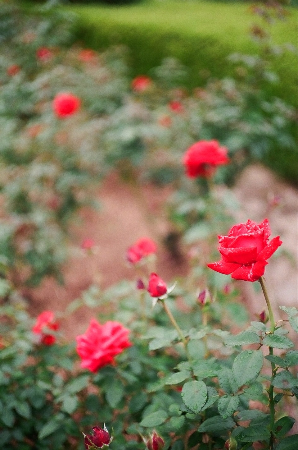 f:id:p-b-4:20201211183730j:image