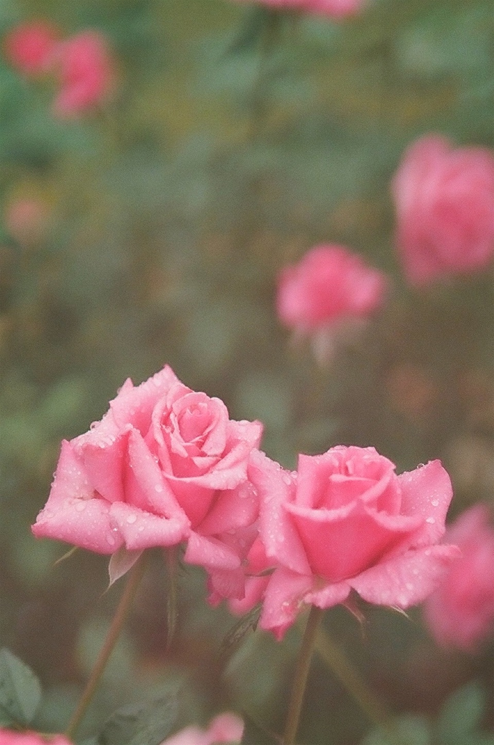 f:id:p-b-4:20201211183744j:image