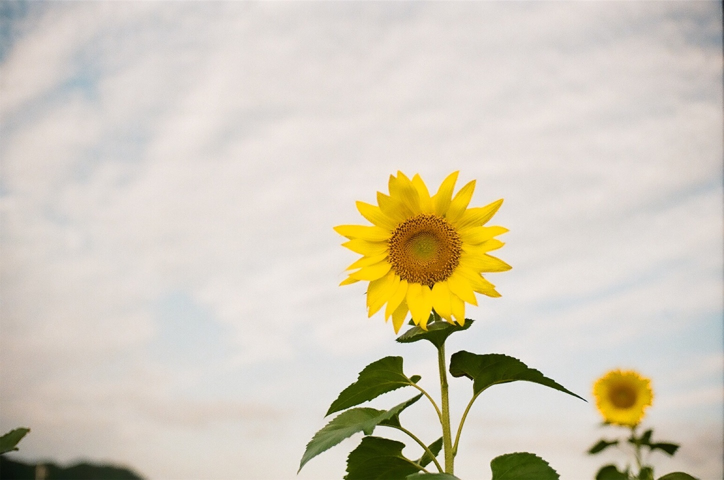 f:id:p-b-4:20201211183940j:image