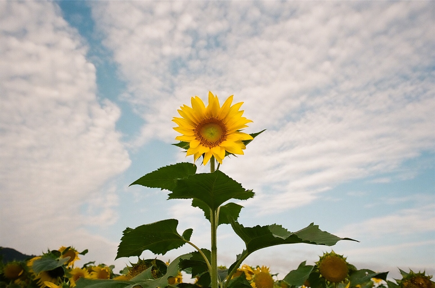 f:id:p-b-4:20201211183944j:image