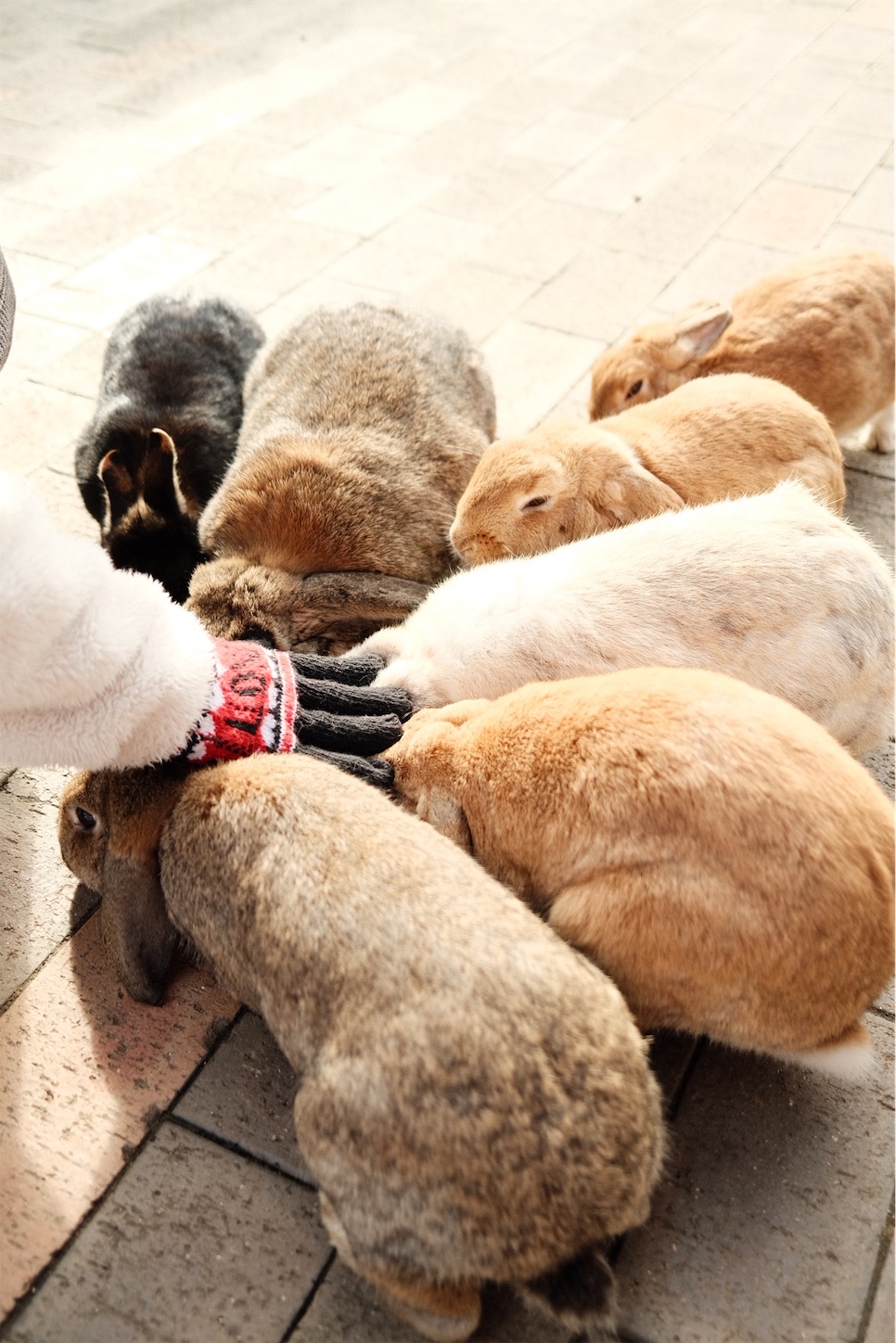 f:id:p-b-4:20210103211459j:image f:id:p-b-4:20210103211459j:image