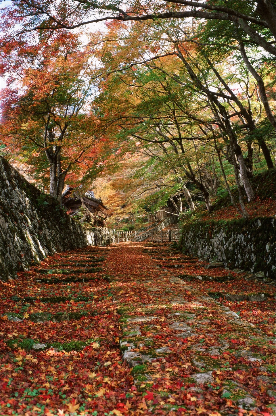 f:id:p-b-4:20210130124416j:image