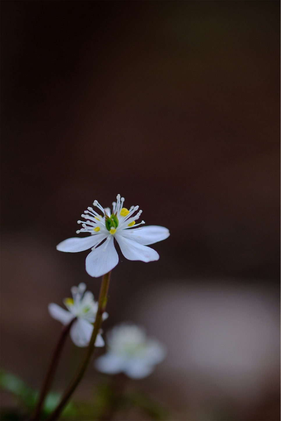 f:id:p-b-4:20210215094608j:image