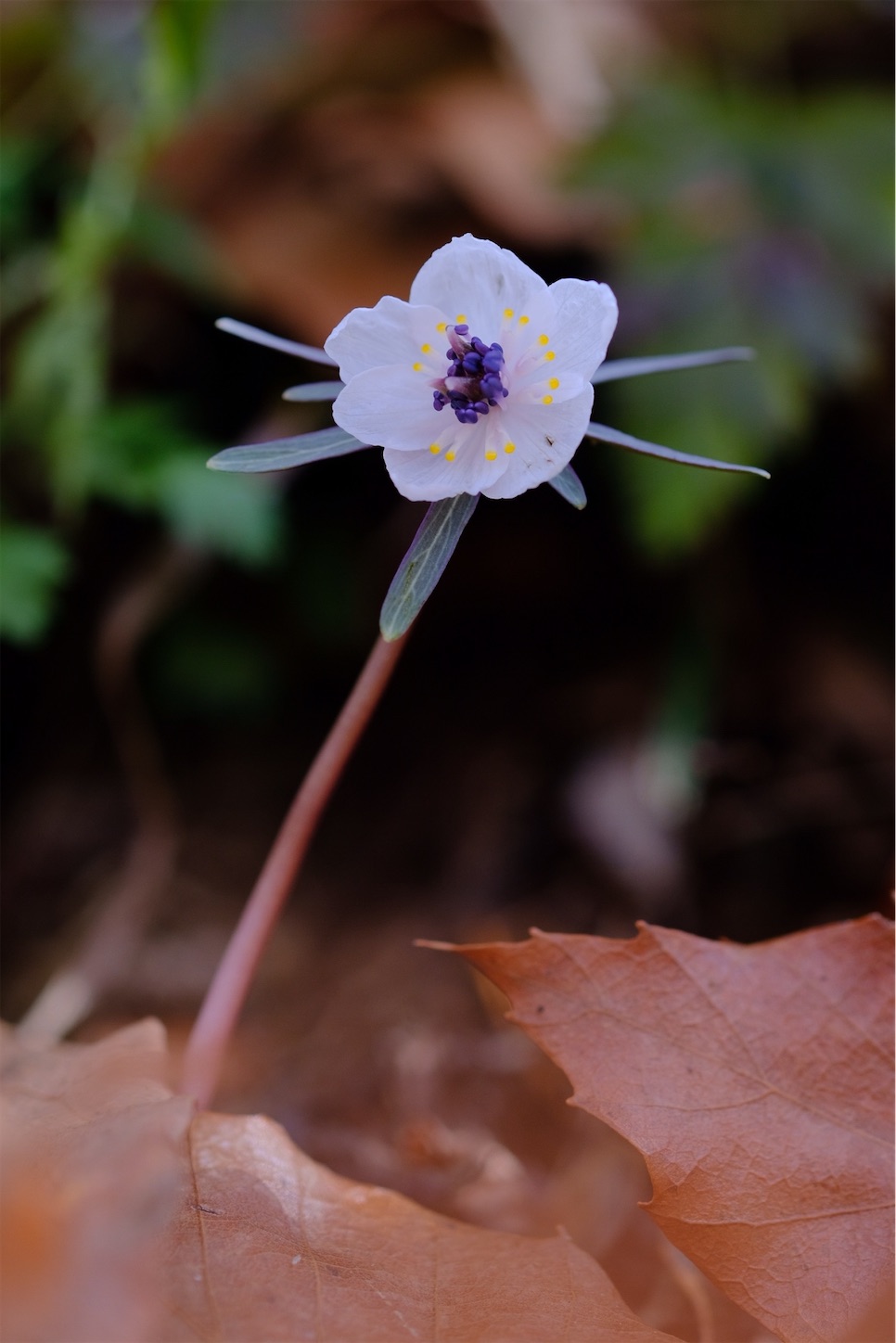 f:id:p-b-4:20210215094616j:image