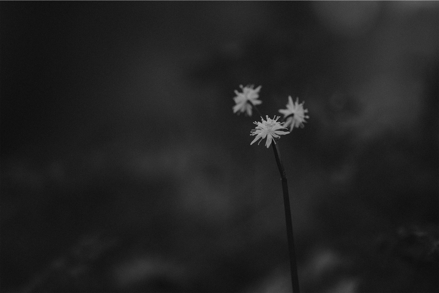 f:id:p-b-4:20210215094628j:image