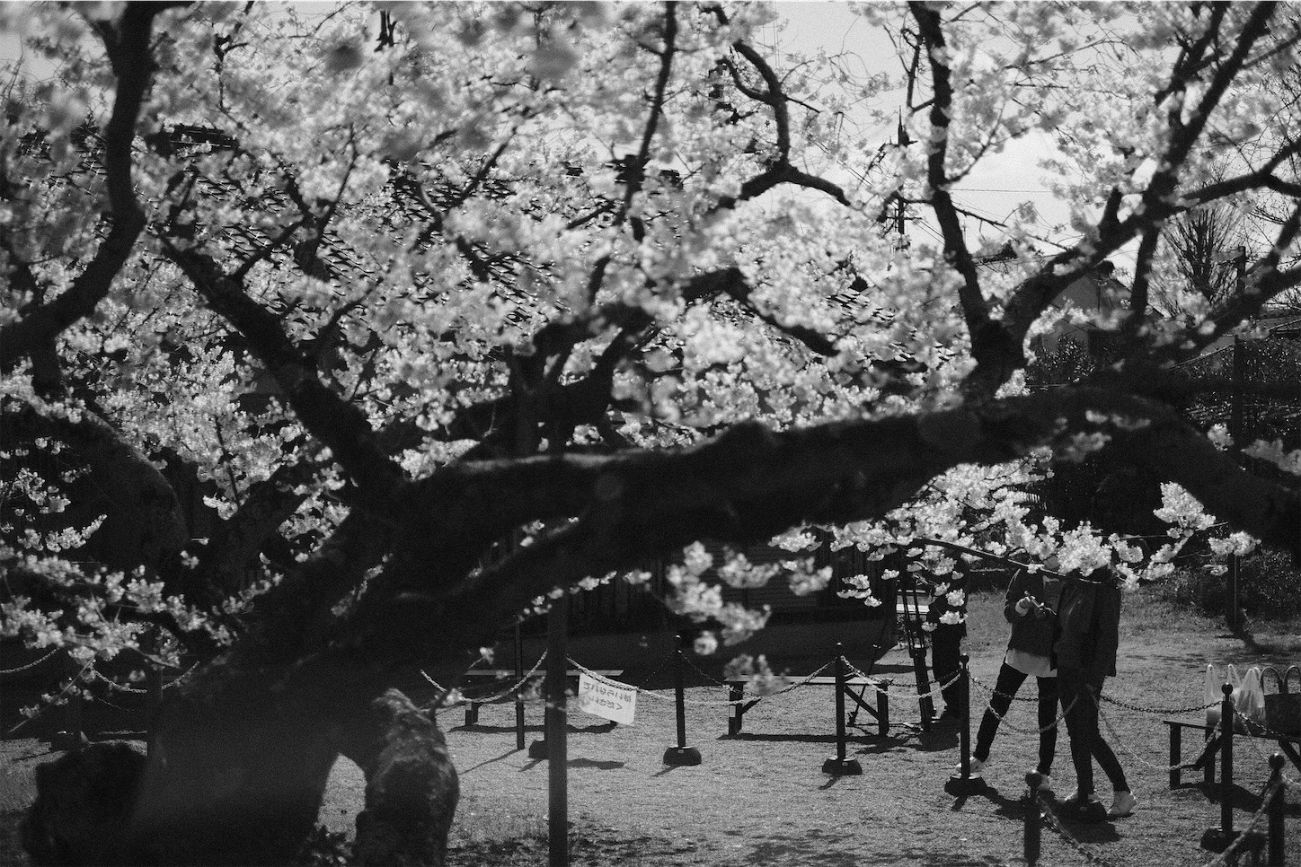 f:id:p-b-4:20210327010549j:image